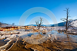 Dead trees, Mammoth Hot Springs, Yellowstone national park