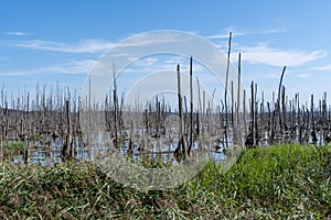 Dead trees, moor and marshes Lower Peene Valley and Peenehaff