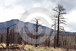 Dead Trees on Mountain