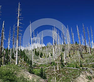 Dead trees at Mt St Helen's