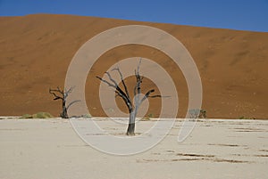 Dead Trees in Namib Desert