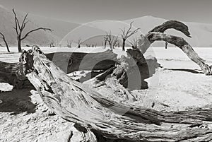 Dead trees in the Namib Desert