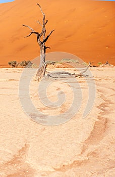 Dead trees in Namibias Deadvlei.