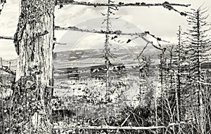 Dead trees after a natural disaster in High Tatras mountains, co