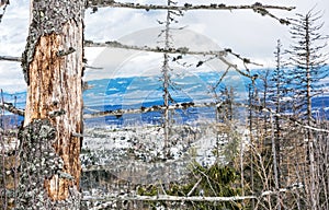 Dead trees after a natural disaster in High Tatras mountains, Slovakia