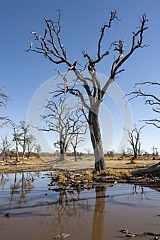 Dead trees near a waterhole - Savuti - Botswana