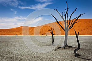 Dead trees with an orange sand dune in the background in the DeadVlei, Namib Desert, Namibia