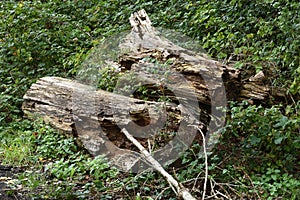 Dead trees perish in a nature area
