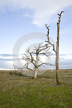 Dead trees Porlock Bay