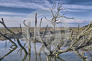 Dead trees after sea level rise on a salt march in Exmoor photo