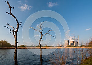 Dead Trees And Power Station