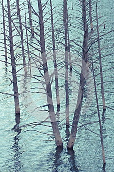 Dead Trees of Quake Lake photo