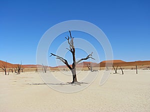 Dead trees and red dune in Deadvlei