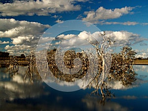 Dead Trees reflecting in Lake