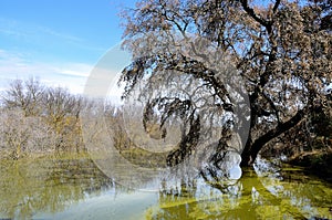 Dead trees and reflections in the water