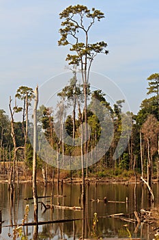 Dead trees in the reservoir with blue sky - Thakhek Loop