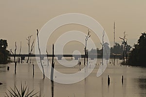Dead trees in the reservoir with blue sky - Thakhek Loop