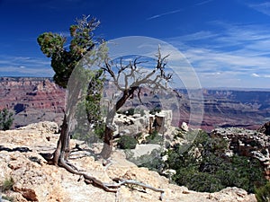 Dead trees on the rim of Grand Canyon