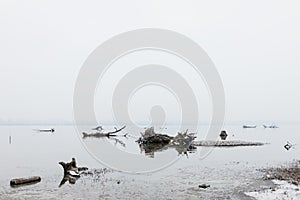 Dead trees in the river in winter day