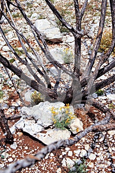 Dead trees after the fire