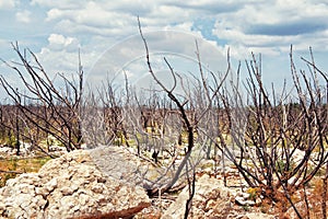 Dead trees after the fire