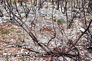 Dead trees after the fire