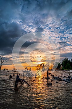 Dead trees in the sea at an eroded coastal line at Kelanang beach