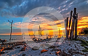 Dead trees in the sea at an eroded coastal line at Kelanang beach photo