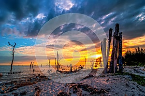 Dead trees in the sea at an eroded coastal line at Kelanang beach