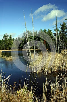 Dead Trees within Shallow Waters