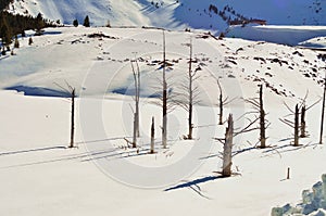 Dead trees at snow covered Quake Lake photo