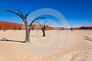 Dead trees in the Sossusvlei valley, Namibia