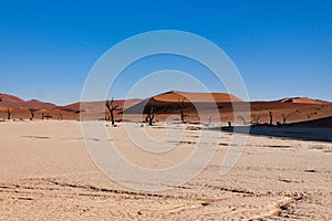 Dead trees in the Sossusvlei valley, Namibia