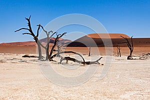 Dead trees in the Sossusvlei valley, Namibia