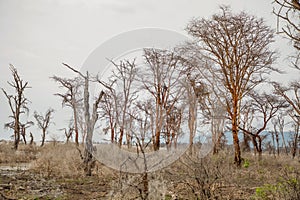 dead trees stand in lake in Africa. Maniara national park