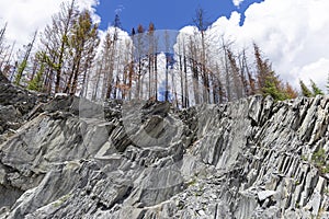 Dead trees standing on high grey rock cuts and limestone