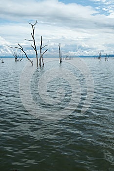 Dead trees sticking out of the water at Lake Kariba