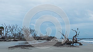 Dead trees on a stormy morning on the shoreline of driftwood beach, Jekyll Island, Georgia