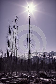 Dead Trees with sunburst