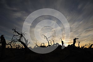 Dead trees at sunrise