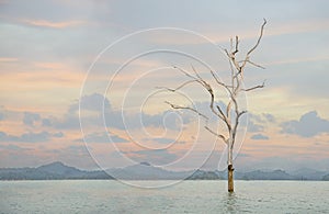 Dead trees in the sunset in the lake