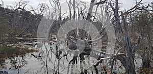 Dead trees in swamp or lake Peel district Western Australia environmental damage