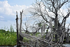 Dead Trees in the Swamp and Marsh