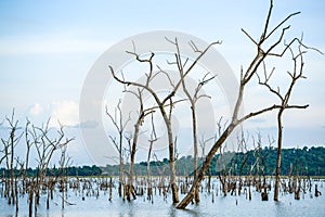 Dead trees in swamp with reflection