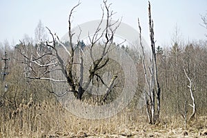 Dead trees in a swampy meadow. Belarusian landscape. A solid spring day in April.