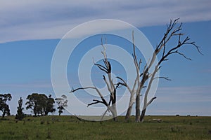 Dead Trees and Their Use