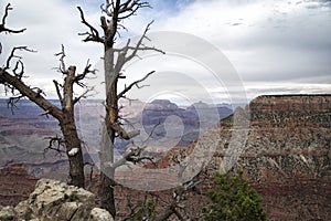 Trees at Grand Canyon