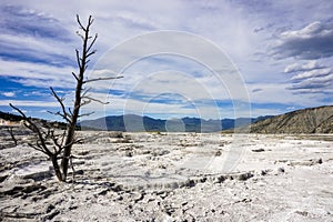 Dead trees on the travertine terraces of Mammoth Hot Springs, Yellowstone National Park