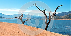 Dead Trees and trunks along the banks of the Kern River where it enters drought stricken Lake Isabella California CA