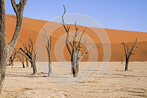 Dead trees in Dead Vlei - Sossusvlei, Namib desert, Namibia photo